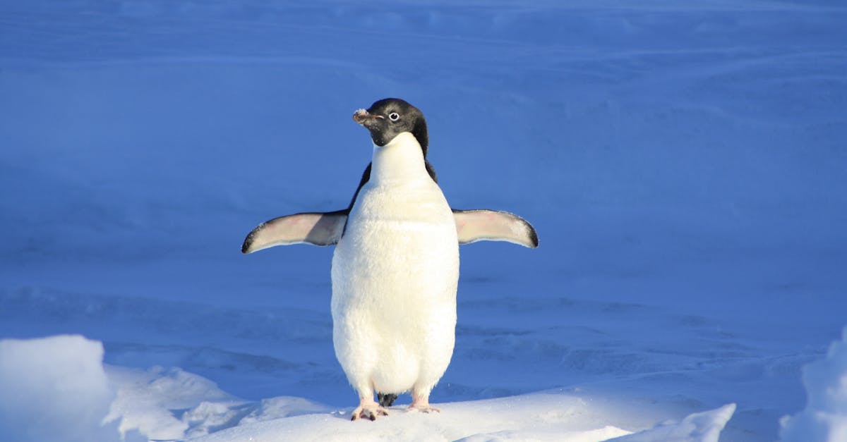 Why Scroll Chillers are Considered Energy Efficient